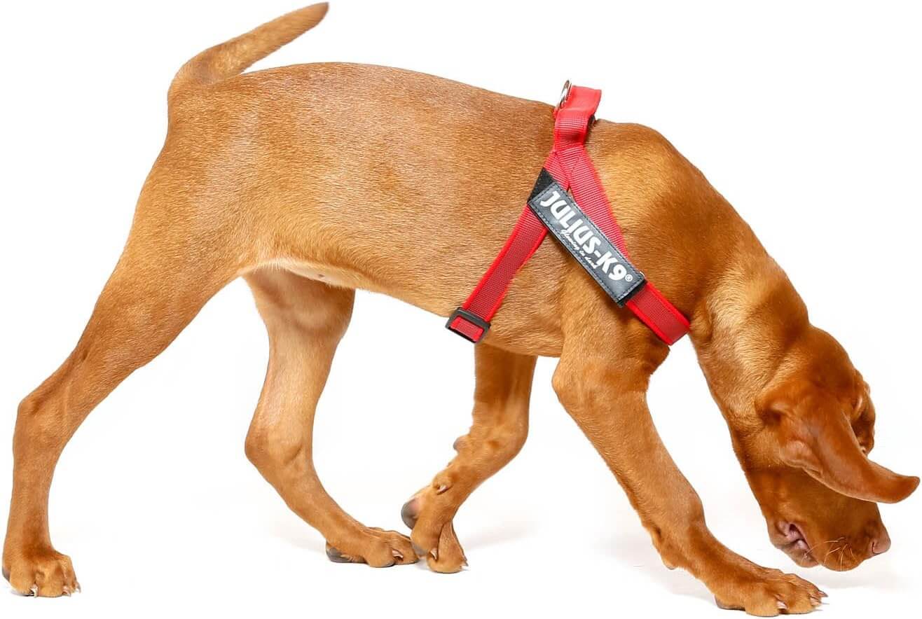 ULIUS K9 IDC Arnés Cinta Grey y Rojo Para Perros Gabo&Gordo Pet Shop en Las Palmas de Gran Canaria tienda para mascotas, perros, gatos, conejos, tortugas, animales, accesorios para mascotas