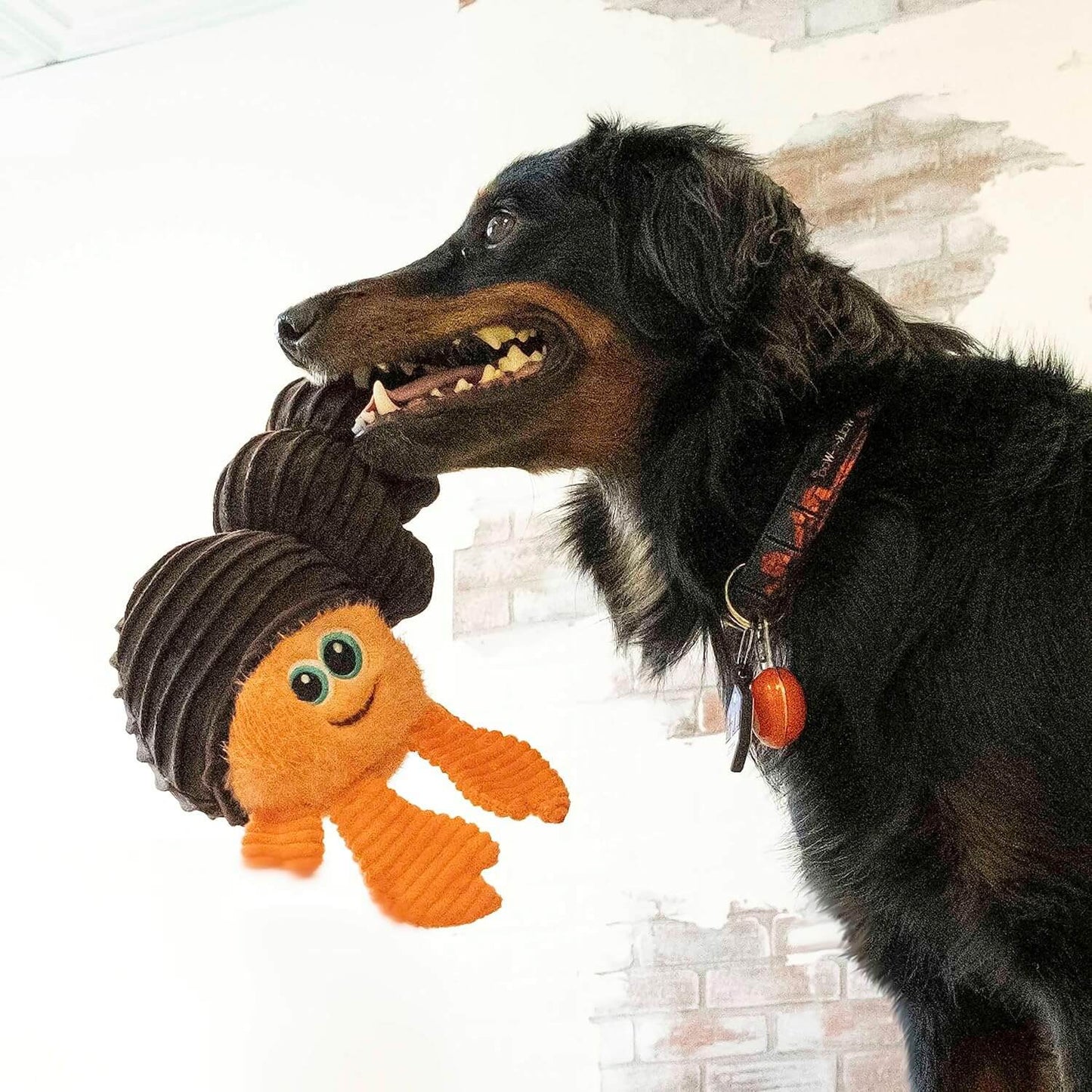 Kong Juguete peluche Cuteseas Rufflez Cangrejo Ermitaño. Gabo y Gordo E Shop, la mejor tienda online en Gran Canaria, Islas Canarias, España, tienda online para mascotas, perros, gatos, conejos, tortugas, animales, accesorios para mascotas en general.
Gabo y Gordo E Shop is the best online pet shop in Gran Canaria, Canary Islands, Spain.