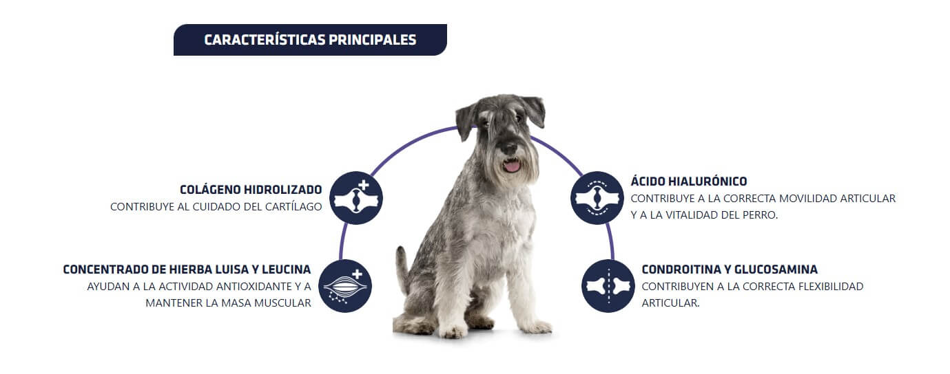 ADVANCE Vet Articular Senior +7 años | Pienso para perros adultos. Gabo y Gordo E Shop, la mejor tienda online en las Islas Canarias, España, tienda online para mascotas, perros, gatos, conejos, tortugas, animales, accesorios para mascotas en general.
Gabo y Gordo E Shop in Canary Islands, the best store for pets, dogs, cats, rabbits, turtles, animals, pet accessories.