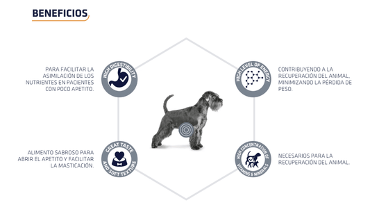 Tarrinas ADVANCE Recovery para perros y gatos adultos – comida húmeda de recuperación nutricional, pack de 11 x 100 g, disponible en Gabo y Gordo E Shop