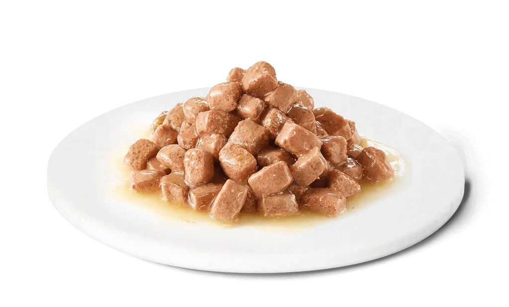 Tarrinas ADVANCE Recovery para perros y gatos adultos – comida húmeda de recuperación nutricional, pack de 11 x 100 g, disponible en Gabo y Gordo E Shop