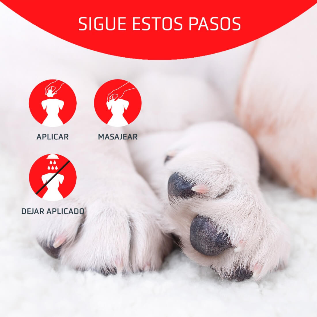 Artero Drakula Polvo Hemostático corta hemorragias tras corte de uñas en perros