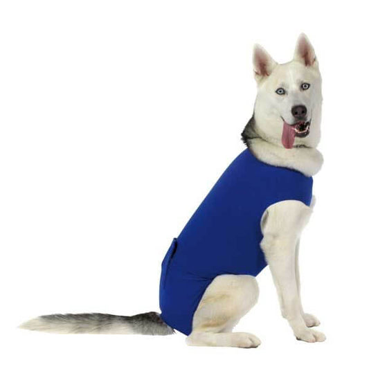Perro con camiseta postoperatoria KVP para recuperación tras cirugía