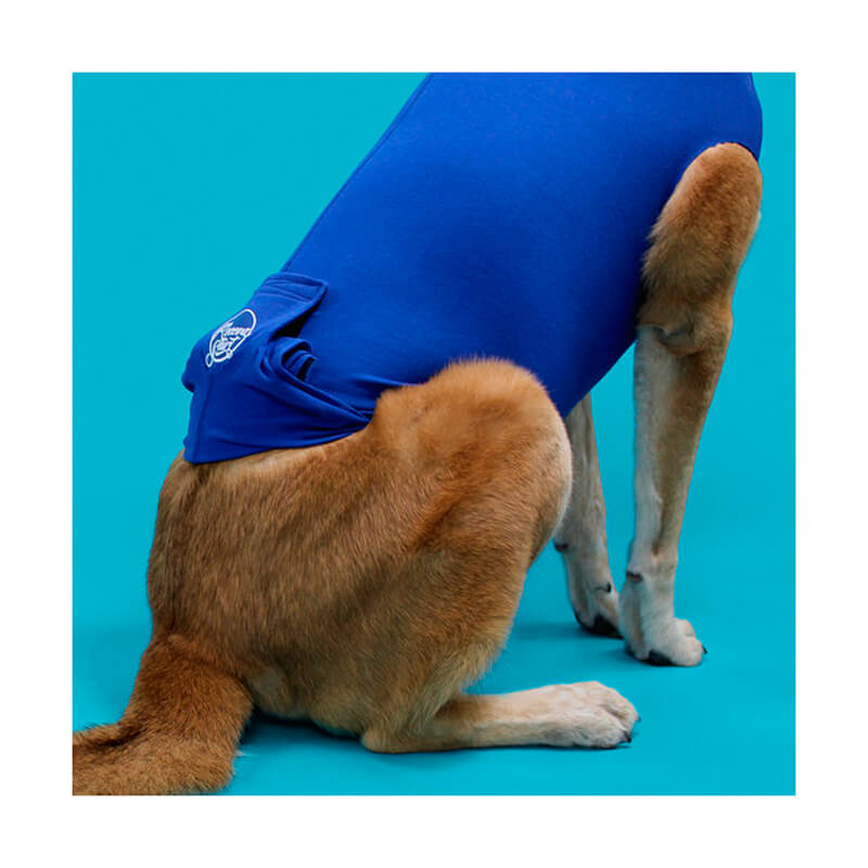 Perro con camiseta postoperatoria KVP para recuperación tras cirugía