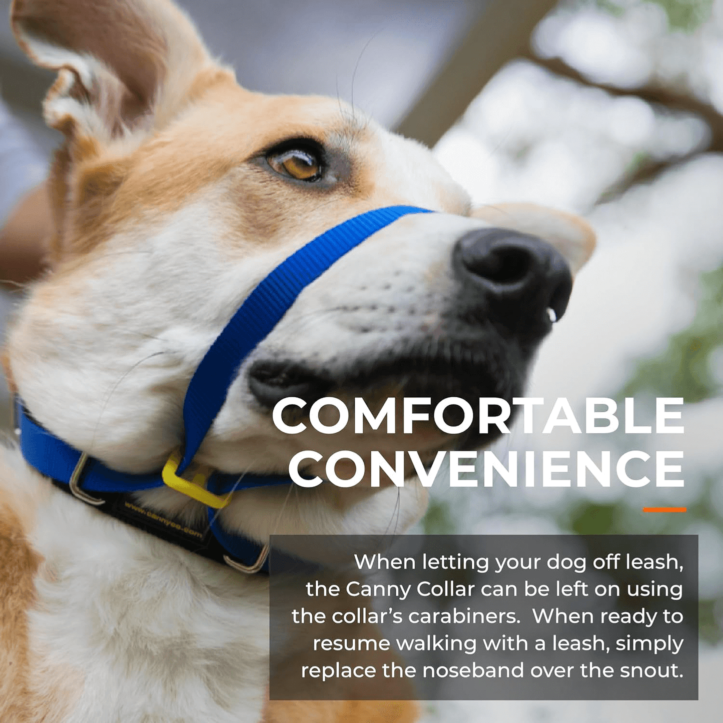 Canny Collar | El mejor collar anti tirones para ayudar a entrenar a tu perro a no tirar. Gabo y Gordo E Shop, la mejor tienda online en las Islas Canarias, España, tienda online para mascotas, perros, gatos, conejos, tortugas, animales, accesorios para mascotas en general.
Gabo y Gordo E Shop in Canary Islands, the best store for pets, dogs, cats, rabbits, turtles, animals, pet accessories.