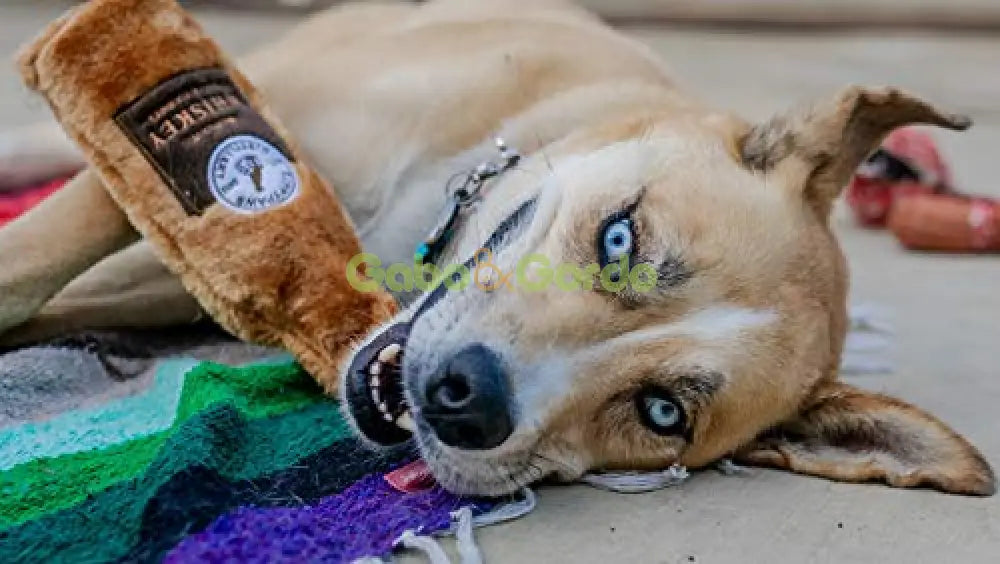 ZIPPY PAWS BOTELLAS PARA PERROS Gabo y Gordo E Shop, la mejor tienda online en Gran Canaria, las Islas Canarias, España, tienda online para mascotas, perros, gatos, conejos, tortugas, animales, accesorios para mascotas en general. 
Gabo y Gordo E Shop in Gran Canaria, Canary Islands, the best store for pets, dogs, cats, rabbits, turtles, animals, pet accessories.