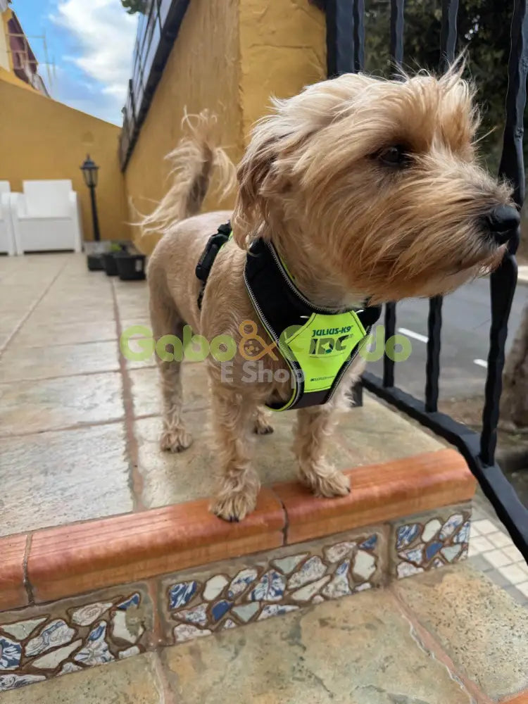 Arnés JULIUS K9 IDC Longwalk color neón gris para perros cómodo y seguro