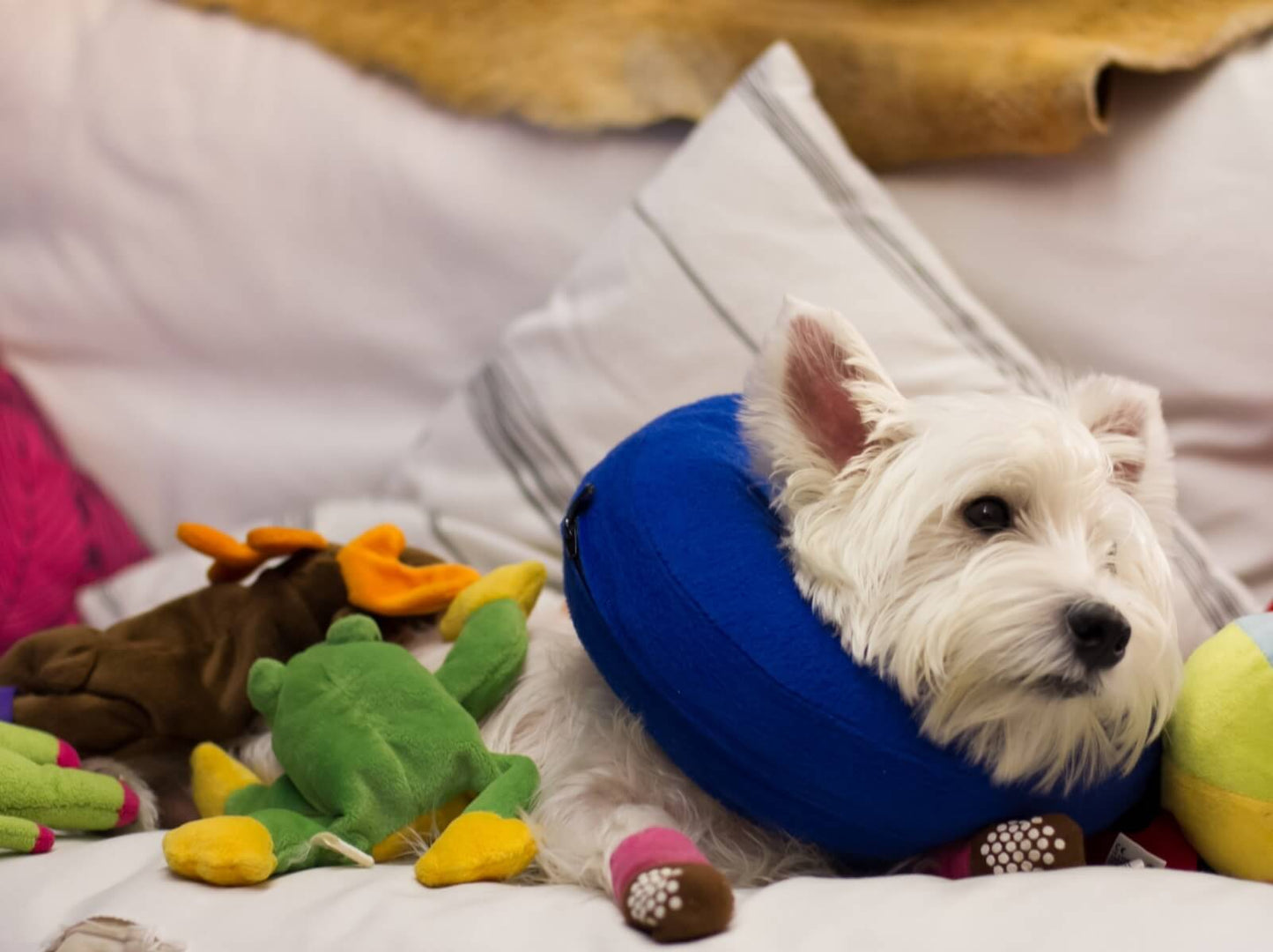KONG Cloud collar isabelino hinchable azul para perros y gatos