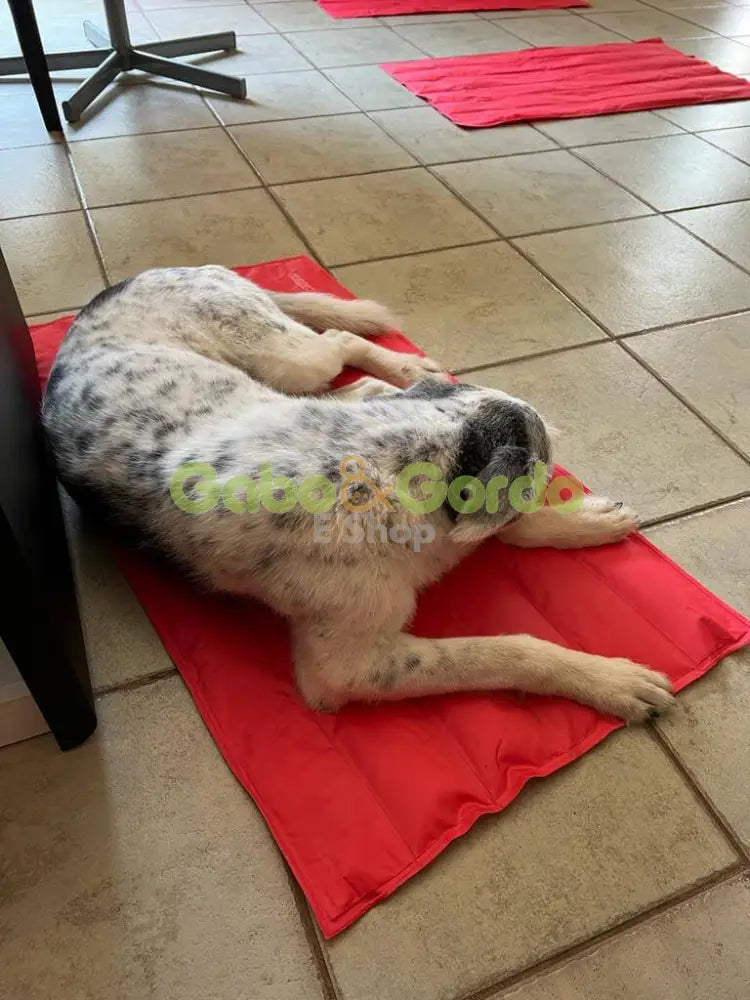 NAYECO COOL MAT CORAL colchoneta refrescante para mascotas.  Gabo y Gordo E Shop, la mejor tienda online en las Islas Canarias, España, tienda online para mascotas, perros, gatos, conejos, tortugas, animales, accesorios para mascotas en general. 
Gabo y Gordo E Shop in Canary Islands, the best store for pets, dogs, cats, rabbits, turtles, animals, pet accessories.