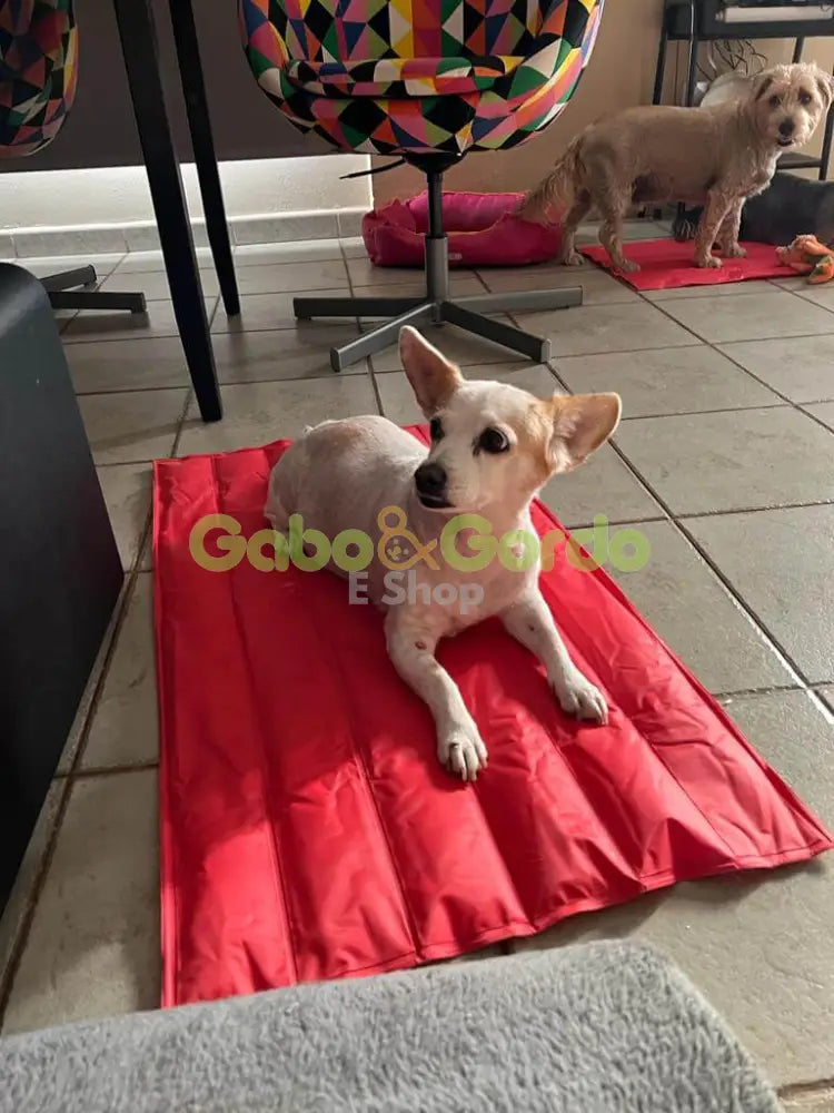 NAYECO COOL MAT CORAL colchoneta refrescante para mascotas.  Gabo y Gordo E Shop, la mejor tienda online en las Islas Canarias, España, tienda online para mascotas, perros, gatos, conejos, tortugas, animales, accesorios para mascotas en general. 
Gabo y Gordo E Shop in Canary Islands, the best store for pets, dogs, cats, rabbits, turtles, animals, pet accessories.