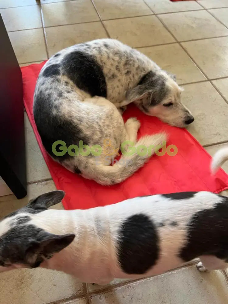 Colchoneta refrescante Nayeco Cool Mat Coral para mascotas