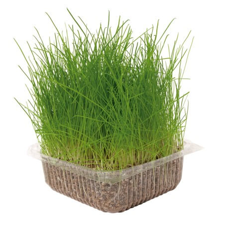 Nayeco Hierba Natural para Gatos 120 g, hierba gatera natural que ayuda a eliminar bolas de pelo y favorece la salud digestiva. Disponible en Gabo y Gordo E Shop Canarias.