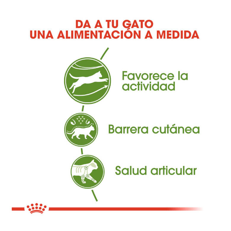 ROYAL CANIN Active Life Outdoor / Pienso Para Gatos. Gabo y Gordo E Shop, la mejor tienda online en las Islas Canarias, España, tienda online para mascotas, perros, gatos, conejos, tortugas, animales, accesorios para mascotas en general. 
Gabo y Gordo E Shop in Canary Islands, the best store for pets, dogs, cats, rabbits, turtles, animals, pet accessories.