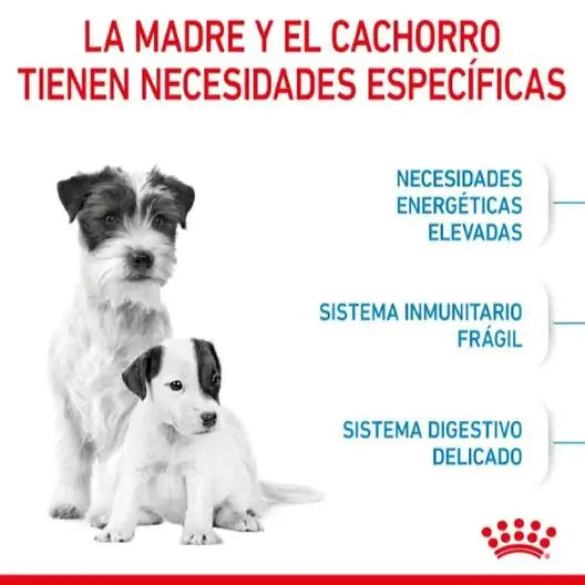 ROYAL CANIN Puppy Mini Starter Gabo y Gordo E Shop, la mejor tienda online en las Islas Canarias, España, tienda online para mascotas, perros, gatos, conejos, tortugas, animales, accesorios para mascotas en general. 
Gabo y Gordo E Shop in Canary Islands, the best store for pets, dogs, cats, rabbits, turtles, animals, pet accessories.