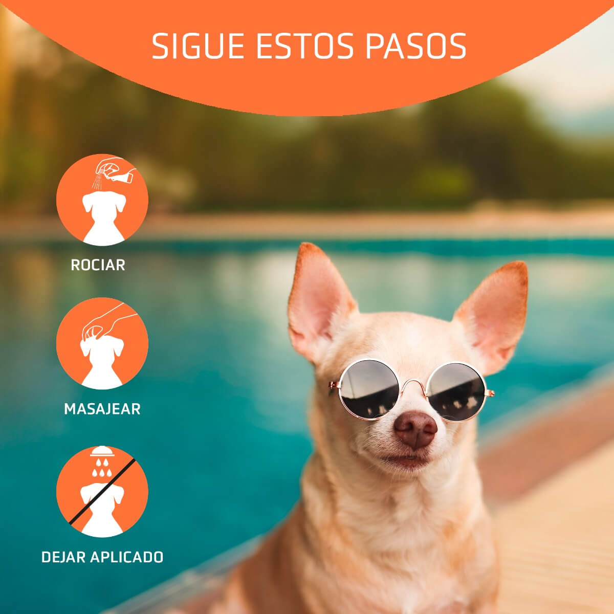 Perro protegido del sol con Artero Block Spray en verano