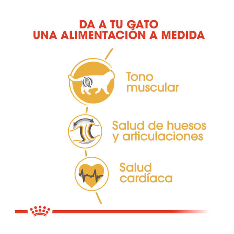 Saco de pienso ROYAL CANIN British Shorthair para gatos adultos de raza