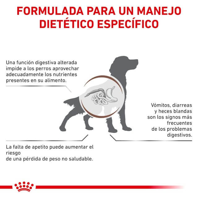 Perro comiendo pienso Royal Canin Gastrointestinal – Alimentación digestiva y veterinaria