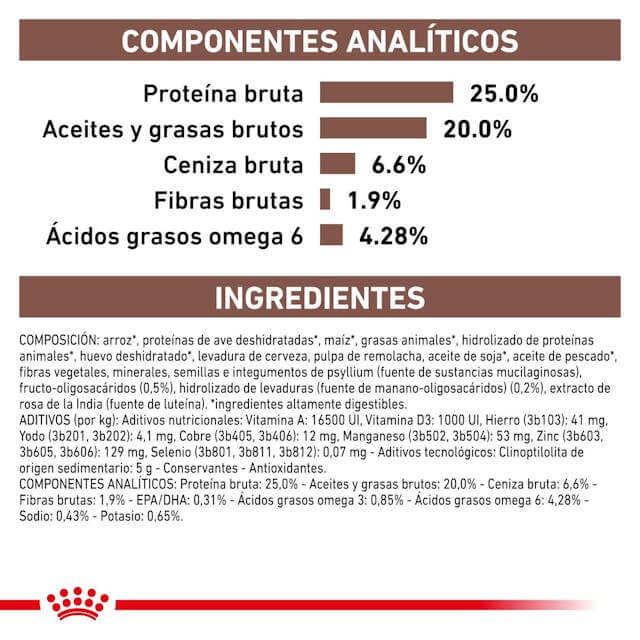 Perro comiendo pienso Royal Canin Gastrointestinal – Alimentación digestiva y veterinaria