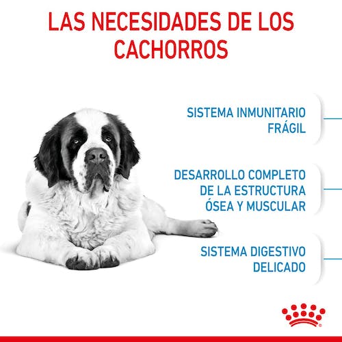 Royal Canin Giant Junior pienso cachorro raza gigante Gabo y Gordo E Shop
