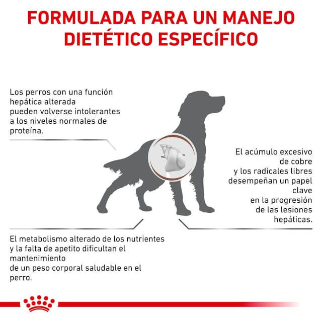 Perro comiendo pienso ROYAL CANIN Hepatic – Apoyo nutricional para el hígado