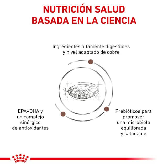 Perro comiendo pienso ROYAL CANIN Hepatic – Apoyo nutricional para el hígado