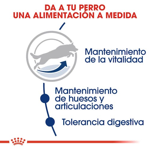 Royal Canin Maxi Adult 5+ pienso perros grandes maduros Gabo y Gordo E Shop