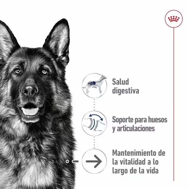 ROYAL CANIN Maxi Ageing 8+ en salsa para perros grandes sénior – 10x140g