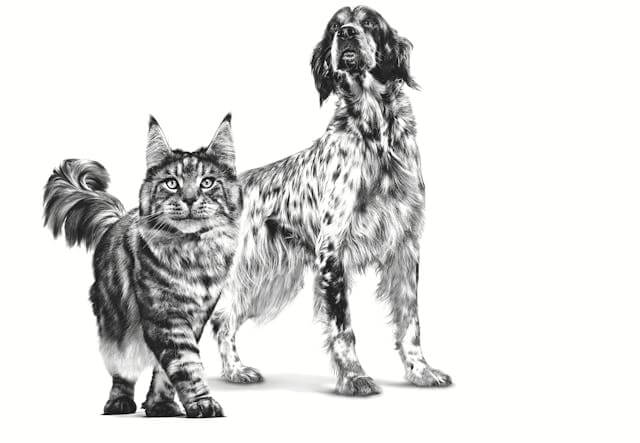 Pack de 12 latas ROYAL CANIN Recovery para perros y gatos en recuperación