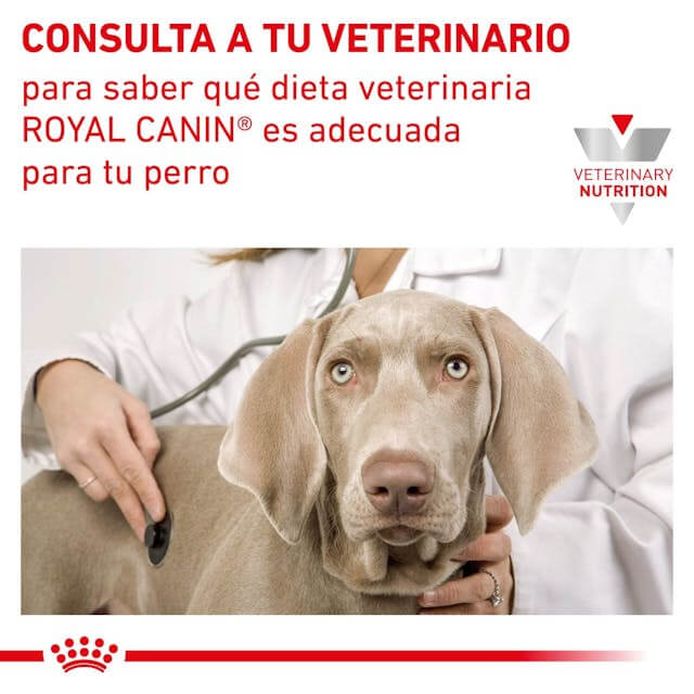 Saco de pienso ROYAL CANIN Renal Special para perros adultos con insuficiencia renal
