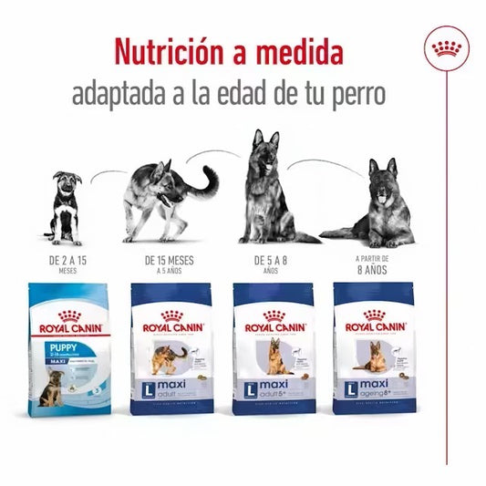ROYAL CANIN Maxi Adult 5 Gabo&Gordo Pet Shop en Las Palmas de Gran Canaria tienda para mascotas, perros, gatos, conejos, tortugas, animalesGabo y Gordo E Shop, la mejor tienda online en las Islas Canarias, España, tienda online para mascotas, perros, gatos, conejos, tortugas, animales, accesorios para mascotas en general. 
Gabo y Gordo E Shop in Canary Islands, the best store for pets, dogs, cats, rabbits, turtles, animals, pet accessories.