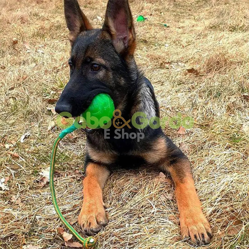 STARMARK Swing N Fling Chewball pelota dispensadora con cuerda para perros