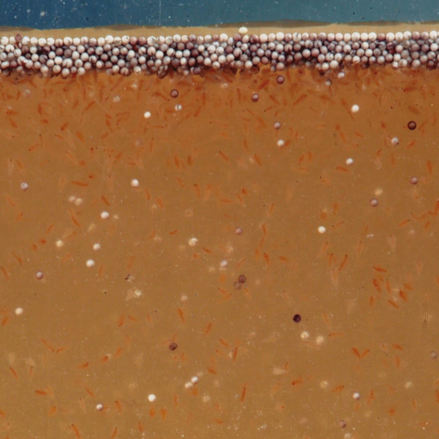 JBL ARTEMIOPUR 40 ml Gabo&Gordo Pet Shop en Las Palmas de Gran Canaria tienda para mascotas, perros, gatos, conejos, tortugas, animales, accesorios para mascotas