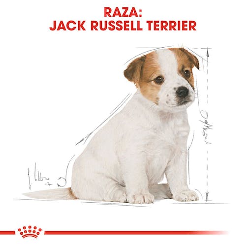 ROYAL CANIN Jack Russel PUPPY 3 kg