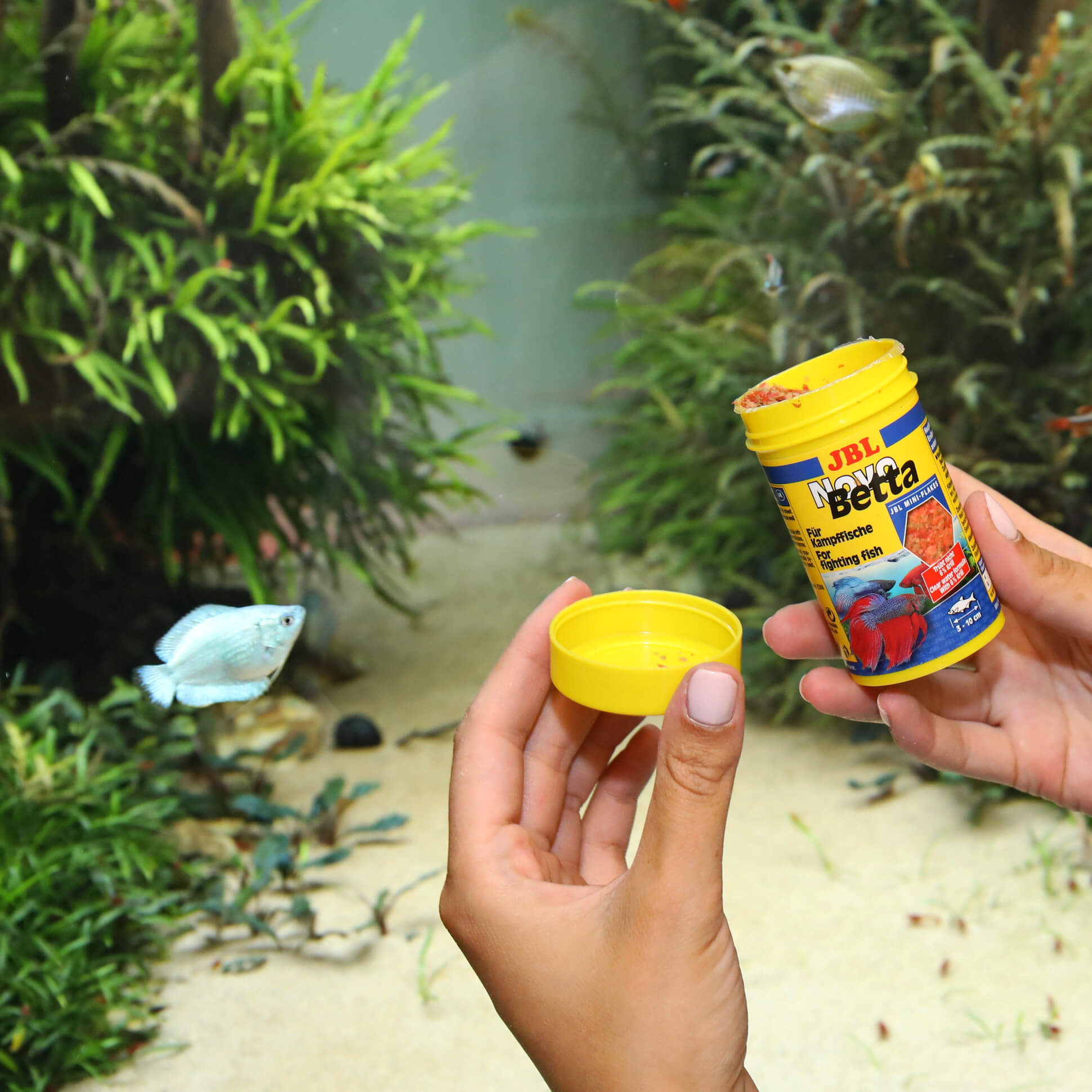 JBL NovoBetta Alimento completo para laberíntidos, p. ej., peces luchadores Gabo&Gordo Pet Shop en Las Palmas de Gran Canaria tienda para mascotas, perros, gatos, conejos, tortugas, animales, accesorios para mascotas