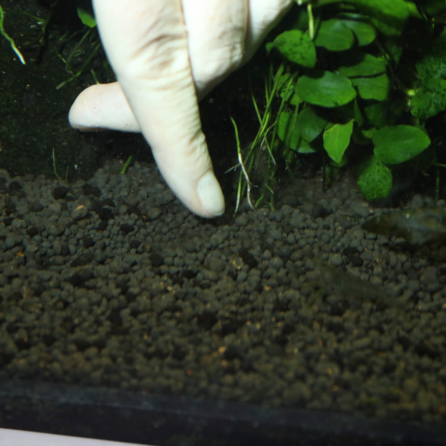 JBL PROFLORA 7 bolas Estimulador de raíces para acuarios de agua dulce (7 bolas fertilizantes) Gabo&Gordo Pet Shop en Las Palmas de Gran Canaria tienda para mascotas, perros, gatos, conejos, tortugas, animales, accesorios para mascotas