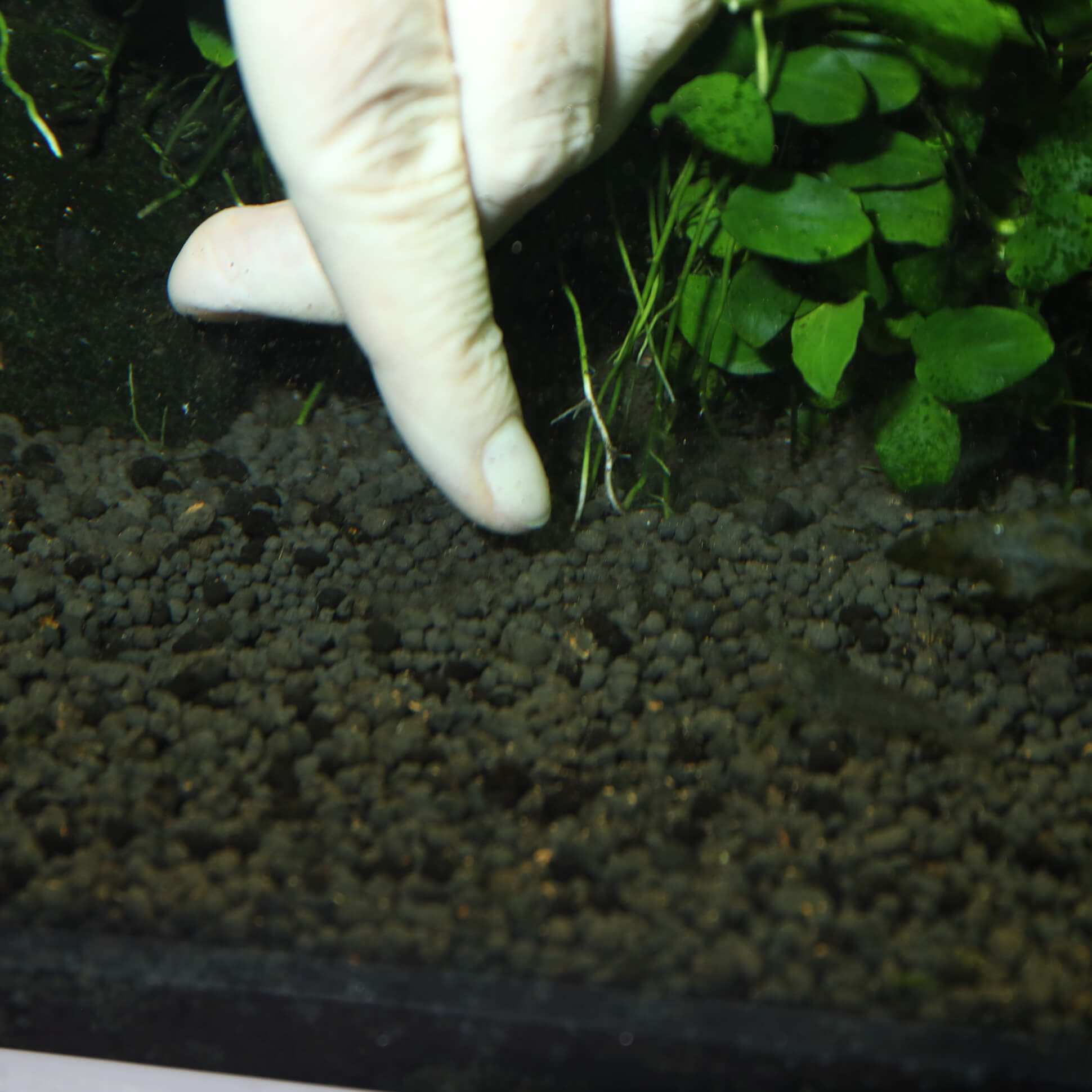 JBL PROFLORA 7 bolas Estimulador de raíces para acuarios de agua dulce (7 bolas fertilizantes) Gabo&Gordo Pet Shop en Las Palmas de Gran Canaria tienda para mascotas, perros, gatos, conejos, tortugas, animales, accesorios para mascotas