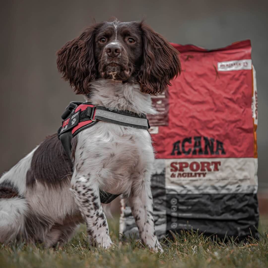 Compra ACANA Sport & Agility 11,4 kg sin cereales para perros activos. Con 75 % de carne fresca. Envío gratis en Gran Canaria desde 30 €. Tienda online Gabo y Gordo E Shop.