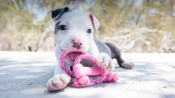 KONG PUPPY GOODIE BONE WITH ROPE XSMALL – Banana-Pet. Gabo y Gordo Pet Shop, tienda online en las Islas Canarias, España, tienda online para mascotas, perros, gatos, conejos, tortugas, animales, accesorios para mascotas en general.