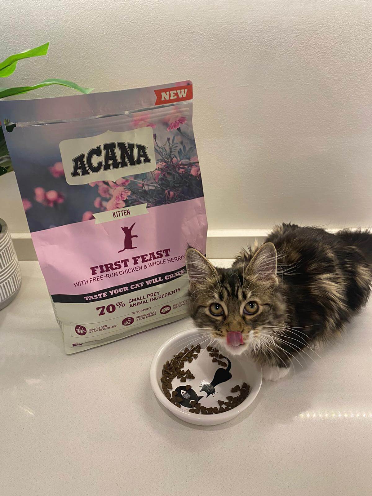 ACANA First Feast Kitten pienso natural sin cereales para gatitos con pollo y pescado