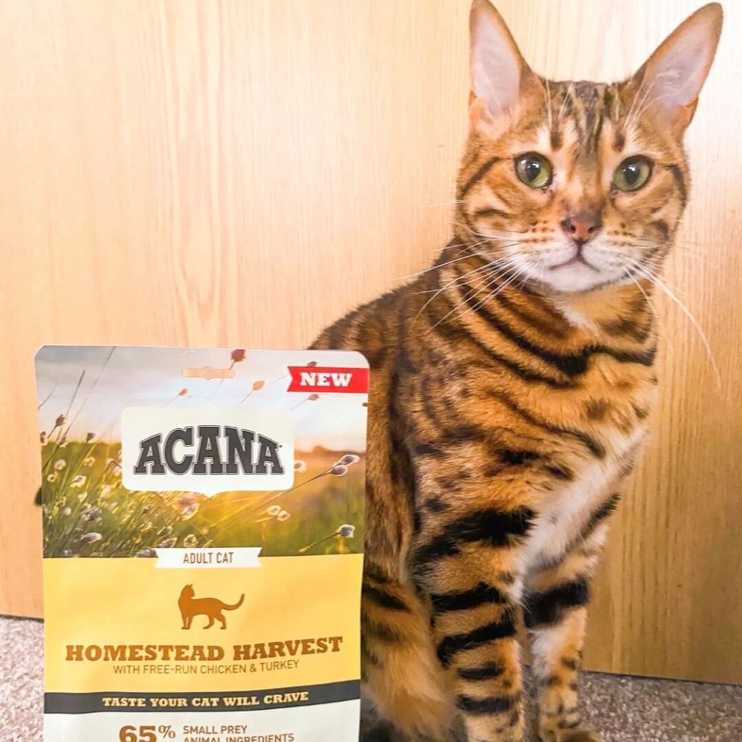 ACANA Homestead Harvest pienso natural sin cereales para gatos con pollo y pavo fresco