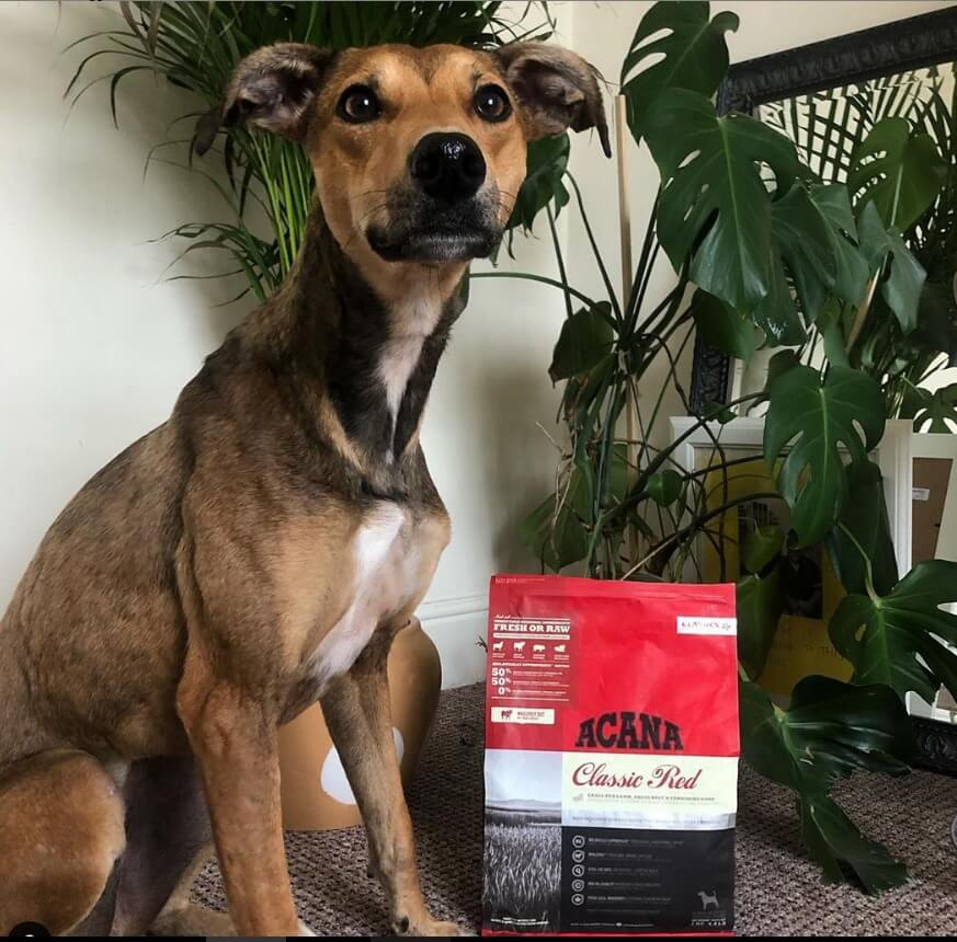 ACANA Red Meat Recipe – Pienso sin cereales con carne roja para perros