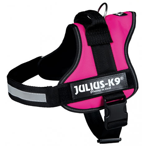 Perro usando arnés JULIUS K9 IDC Powerharness fucsia, ergonómico y reflectante, ideal para paseos seguros y cómodos.
