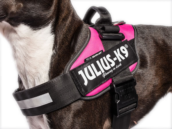 Perro usando arnés JULIUS K9 IDC Powerharness fucsia, ergonómico y reflectante, ideal para paseos seguros y cómodos.