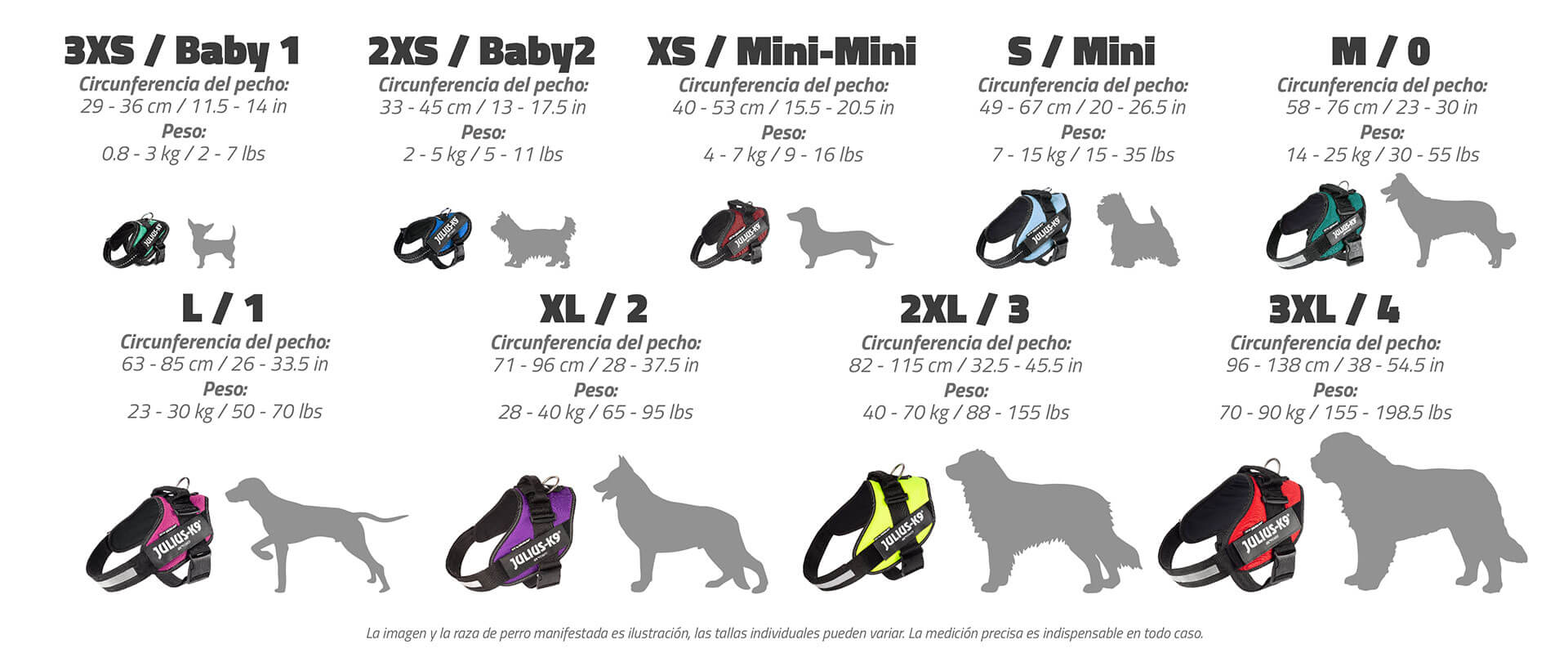 Perro usando arnés JULIUS K9 IDC Powerharness fucsia, ergonómico y reflectante, ideal para paseos seguros y cómodos.