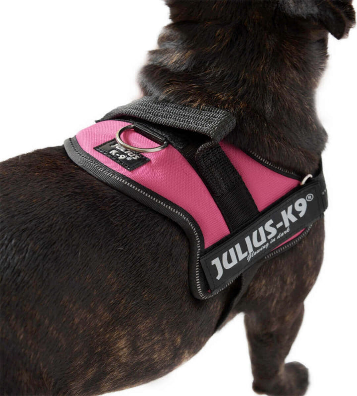 Perro usando arnés JULIUS K9 IDC Powerharness fucsia, ergonómico y reflectante, ideal para paseos seguros y cómodos.