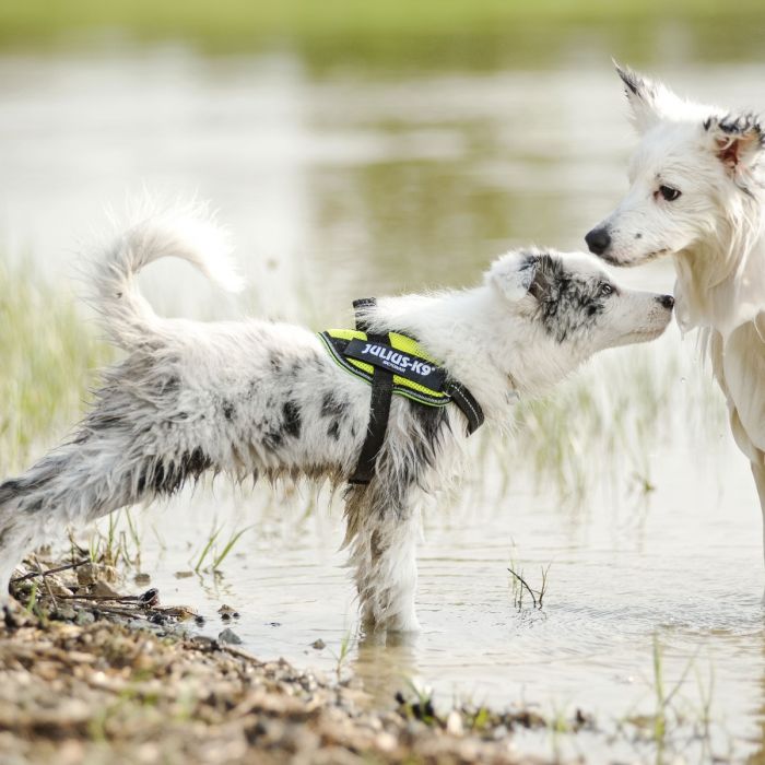 Perro usando arnés Julius K9 IDC Powerharness verde neón con bandas reflectantes en un paseo al aire libre