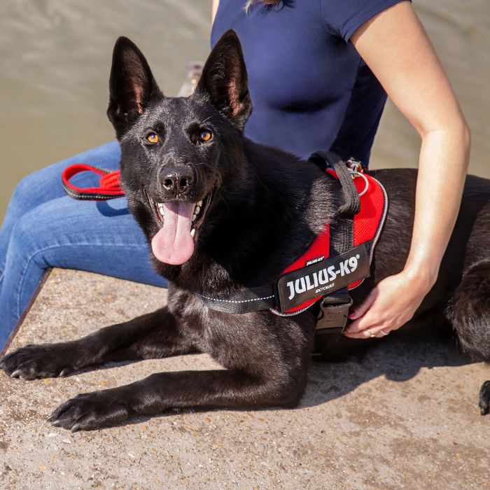 JULIUS K9 IDC Powerharness arnés Rojo para perro Gabo&Gordo Pet Shop en Las Palmas de Gran Canaria tienda para mascotas, perros, gatos, conejos, tortugas, animales, accesorios para mascotas