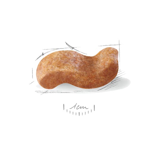 ROYAL CANIN RAZA Boxer Adulto 12 kg PIENSO Gabo&Gordo Pet Shop en Las Palmas de Gran Canaria tienda para mascotas, perros, gatos, conejos, tortugas, animales