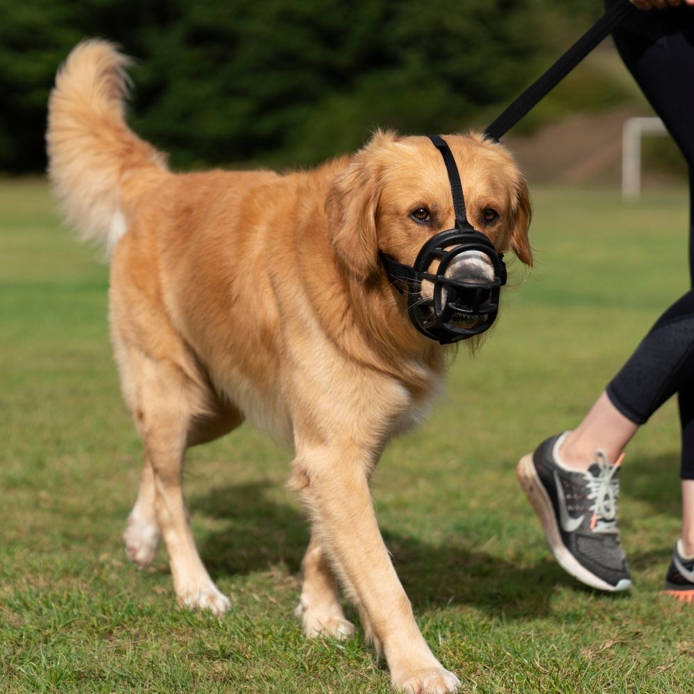 Bozal Baskerville Ultra Muzzle negro en diferentes tallas para perros