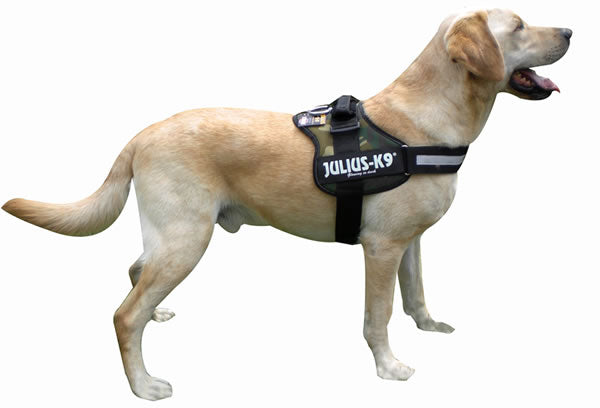 Perro con arnés JULIUS K9 IDC Powerharness camuflaje, cómodo y reflectante